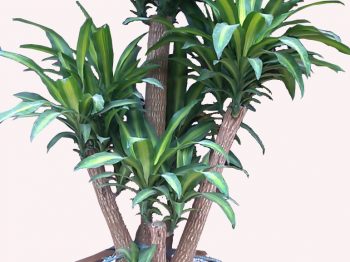 7 loại cây cảnh nên trồng trong phòng khách